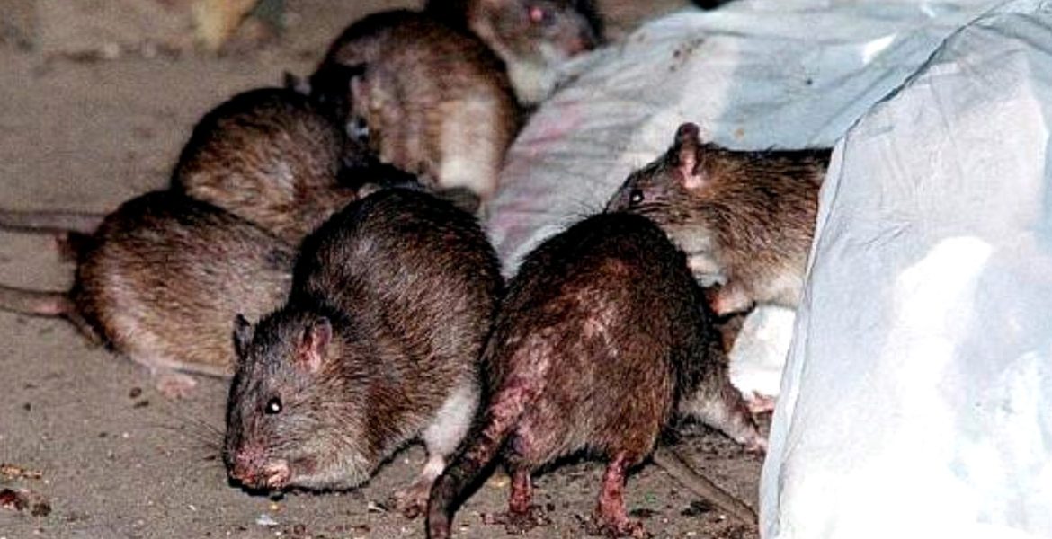 UNA JOVEN DE OREGÓN CONTRAE LA PESTE BUBÓNICA