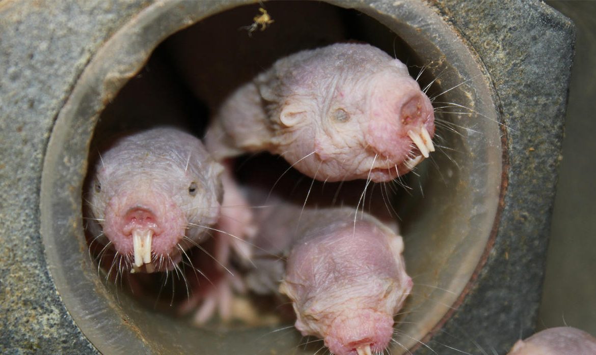 LA INCREÍBLE ESTRATEGIA DE LA RATA TOPO DESNUDA PARA VIVIR SIN AIRE