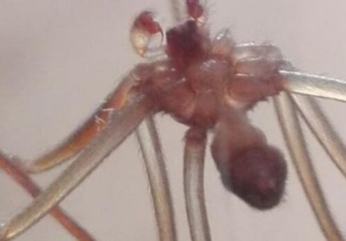 LOS PELIGROS QUE ENTRAÑA LA ARAÑA VIOLINISTA, HALLADA AYER EN UN BAÑO DE VALLECAS