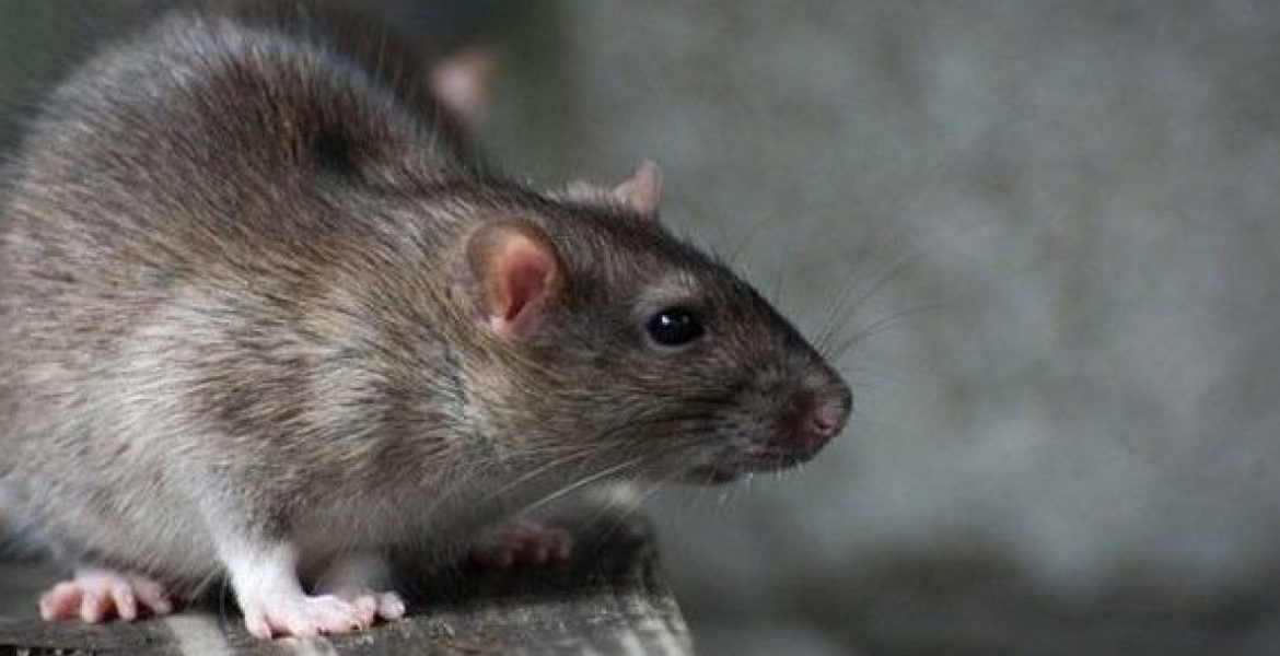 CONVIVIMOS MILES DE AÑOS CON RATAS GIGANTES