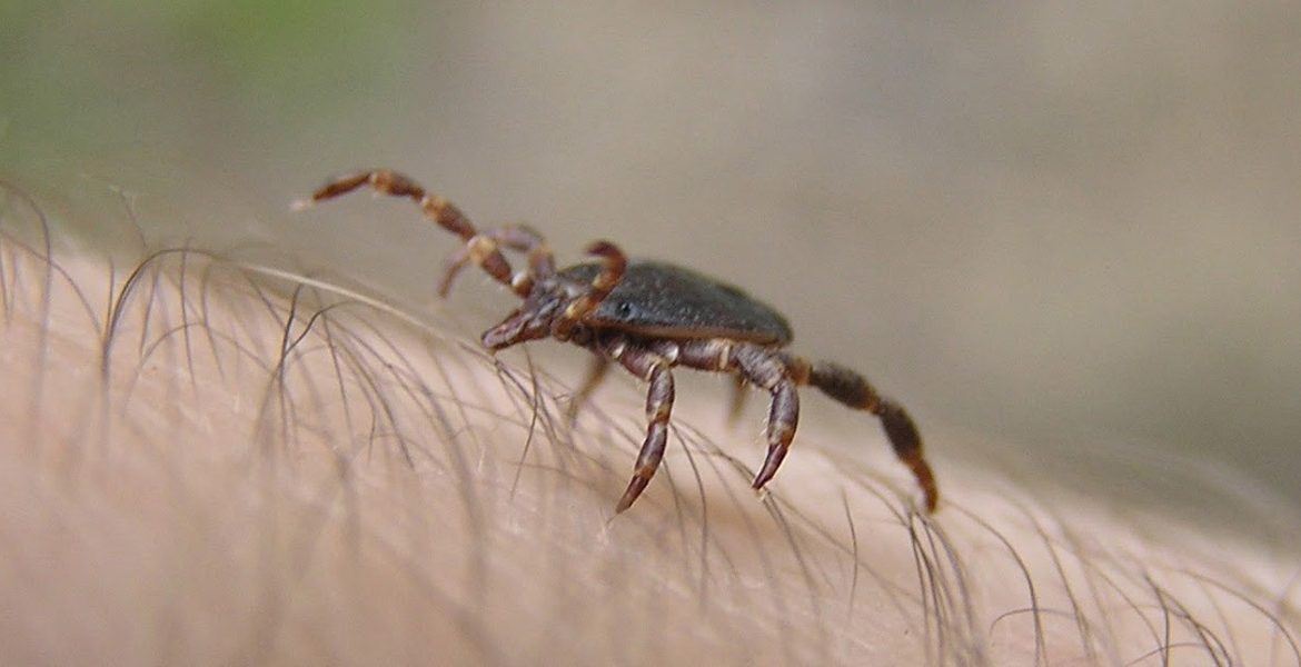 EL VERANO ES LA ÉPOCA PROPICIA PARA LA GARRAPATA Y QUE AFLORE LA ENFERMEDAD DE LYME
