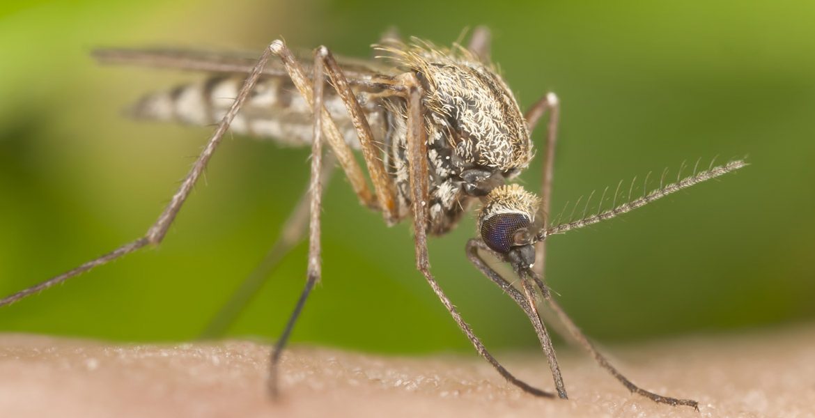 ¿POR QUÉ LOS MOSQUITOS PREFIEREN PICAR A ALGUNAS PERSONAS?