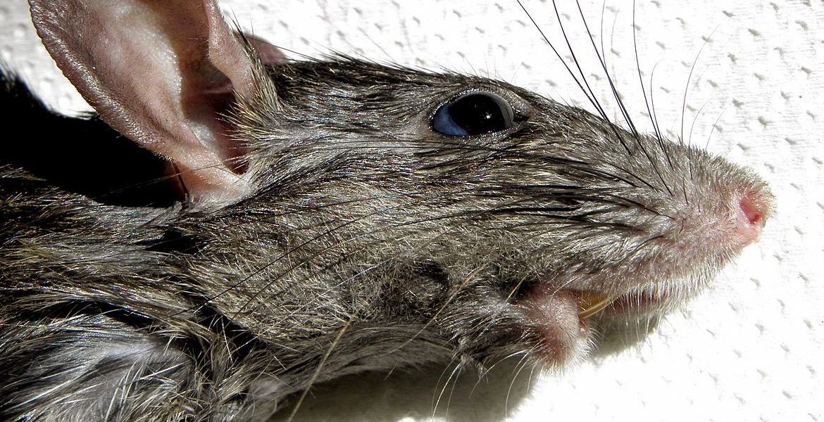 PESTE CAUSADA POR ROEDORES PREOCUPA EN EEUU