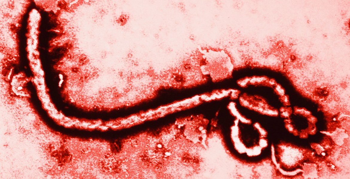 DESCUBREN EL PUNTO MÁS DÉBIL DEL VIRUS DEL ÉBOLA