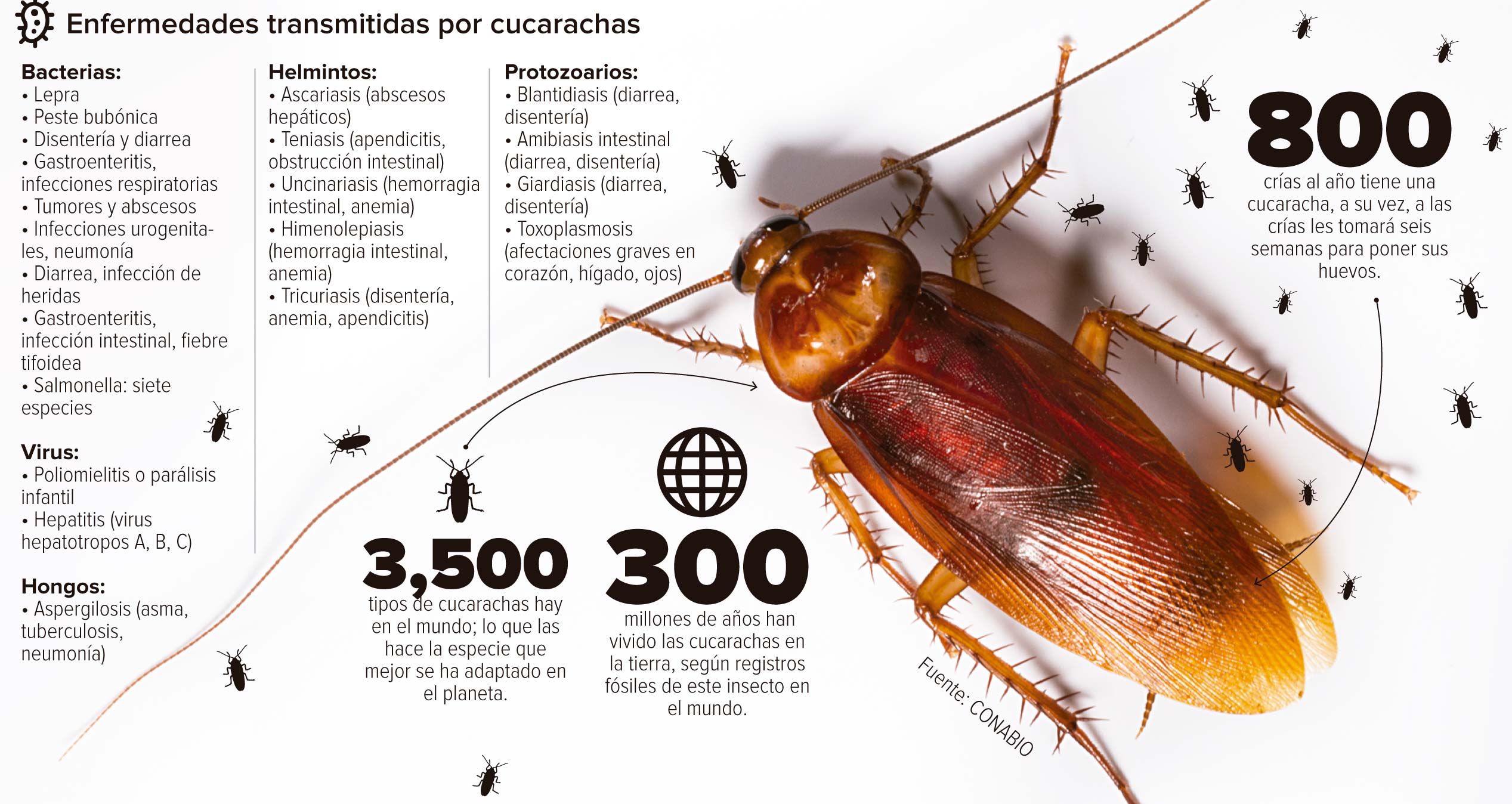 Cucarachas Una Fuente De Enfermedades En El Hogar Control De Plagas Urbanas De Madrid