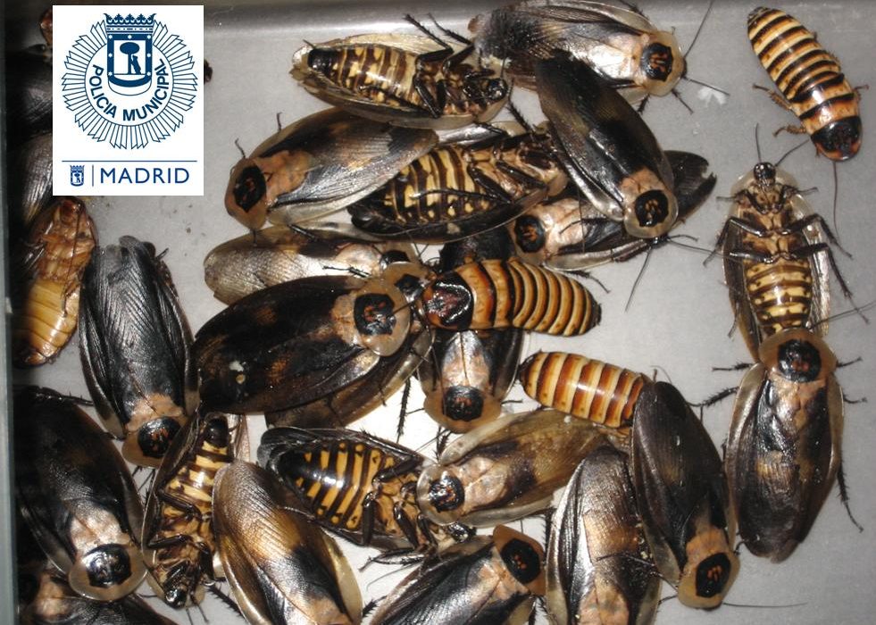 LA POLICÍA MUNICIPAL DESCUBRE 54 CUCARACHAS GIGANTES DE MADAGASCAR EN UN DESCAMPADO DE CARABANCHEL