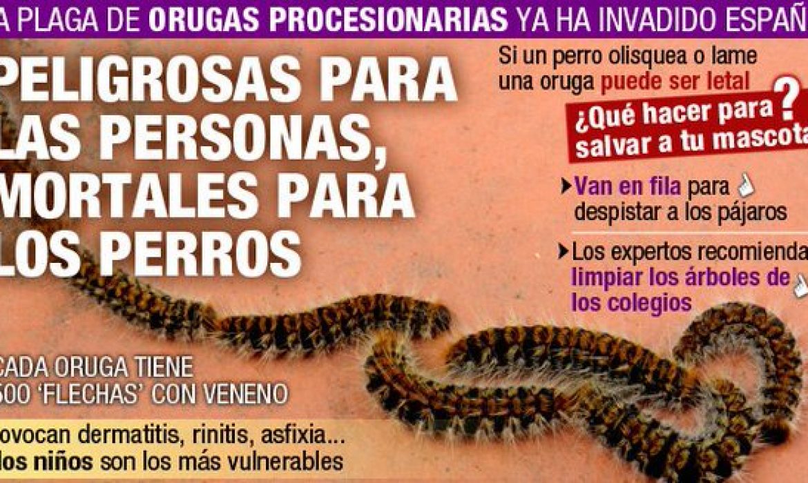LA GUARDIA CIVIL ALERTA: “LA PROCESIONARIA HA INVADIDO ESPAÑA. SI TU PERRO LAS LAME PODRÍA MORIR”