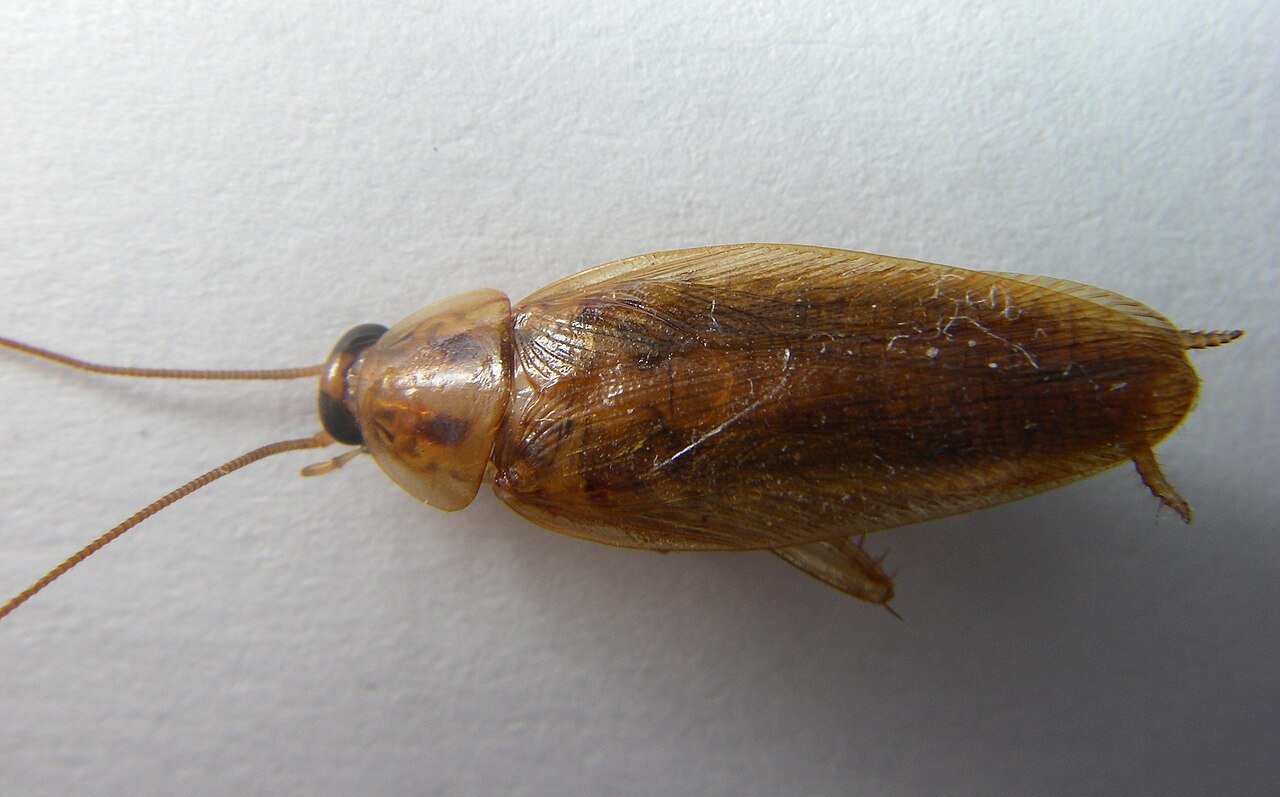 Cucaracha alemana adulta vista desde arriba, de color marrón claro