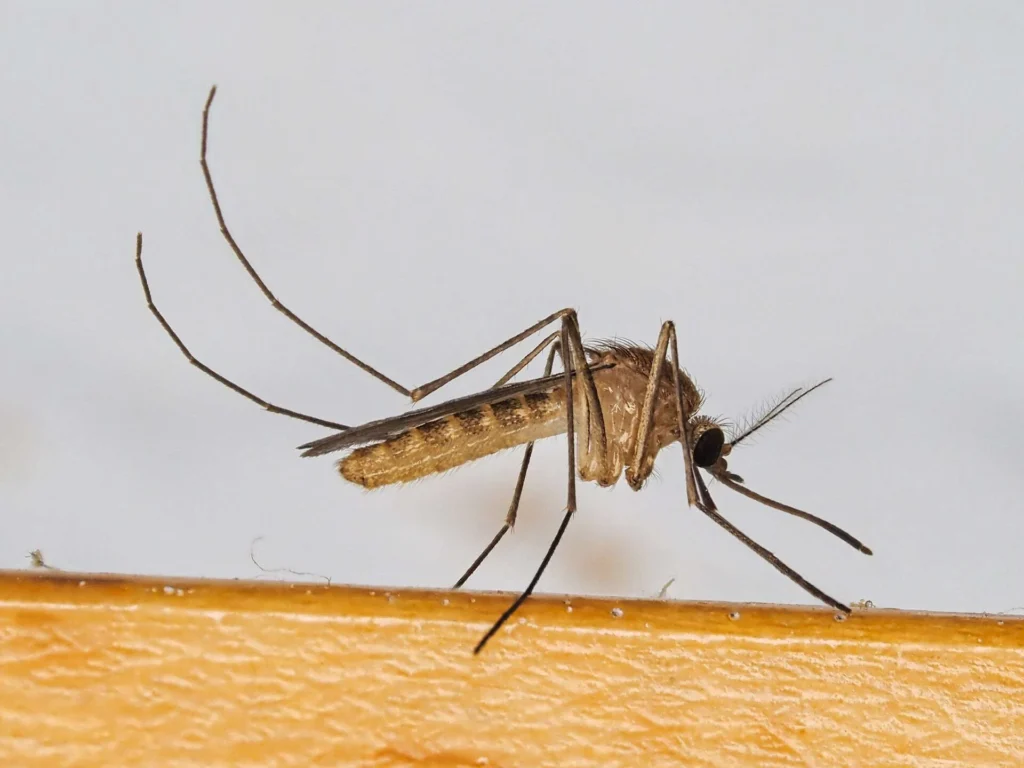 Mosquito común posado, visto de perfil