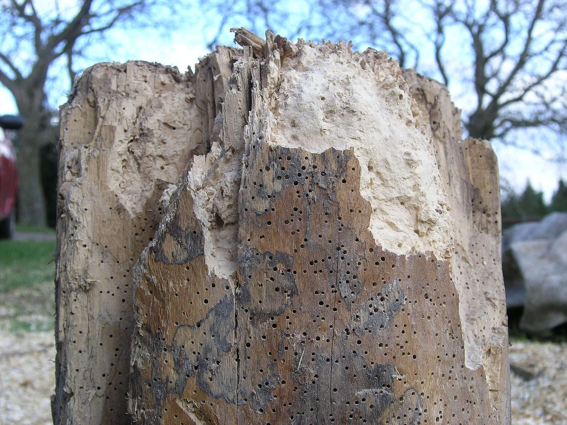 Poste de madera deshecho por dentro por la larva de la carcoma