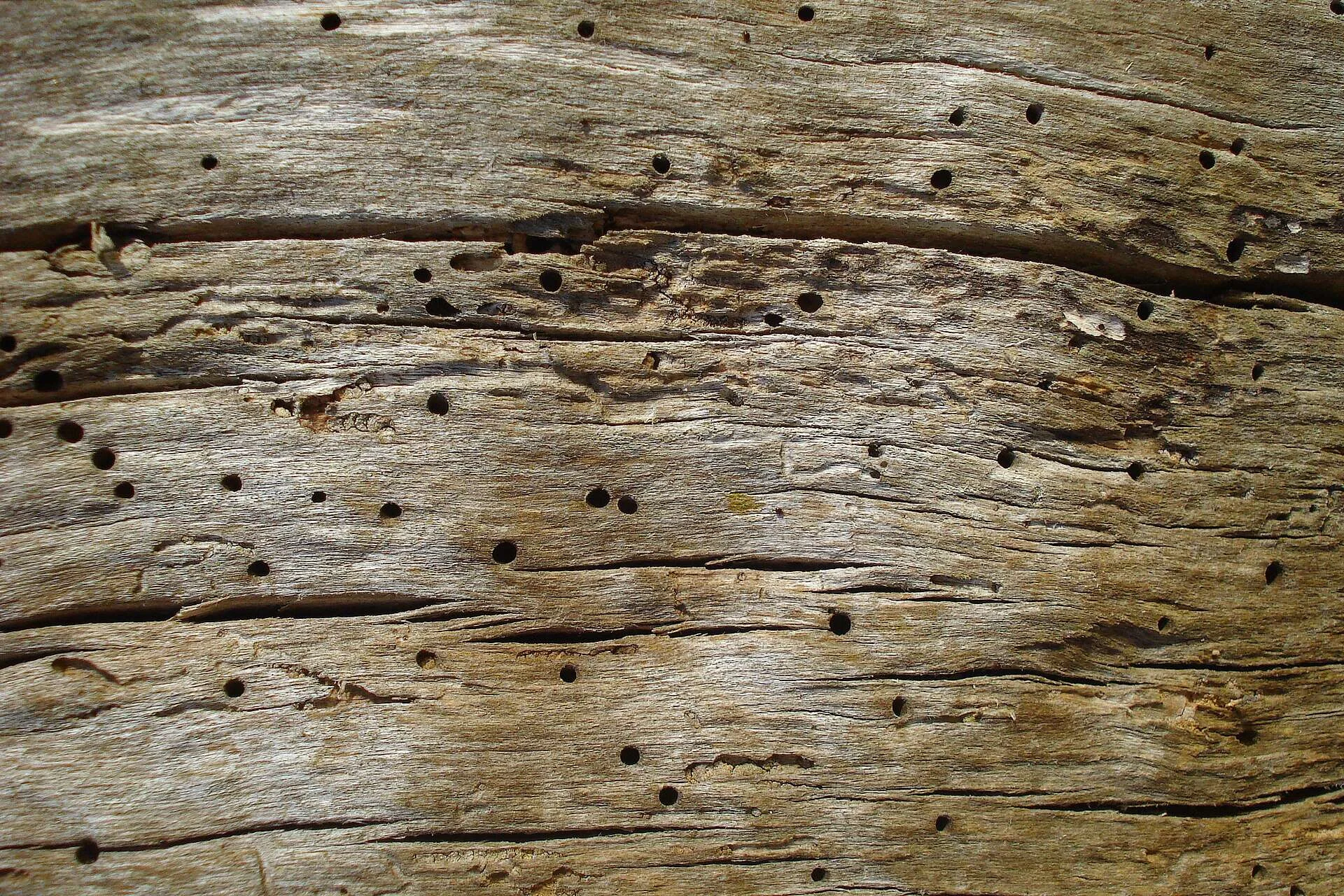Madera envejecida cubierta de agujeros redondos de salida de la carcoma