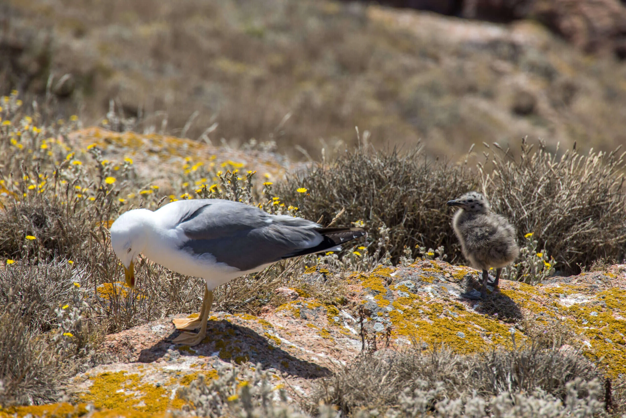 Gaviota patiamarilla adulta junto a su pollo, el momento del ciclo en que defiende el nido