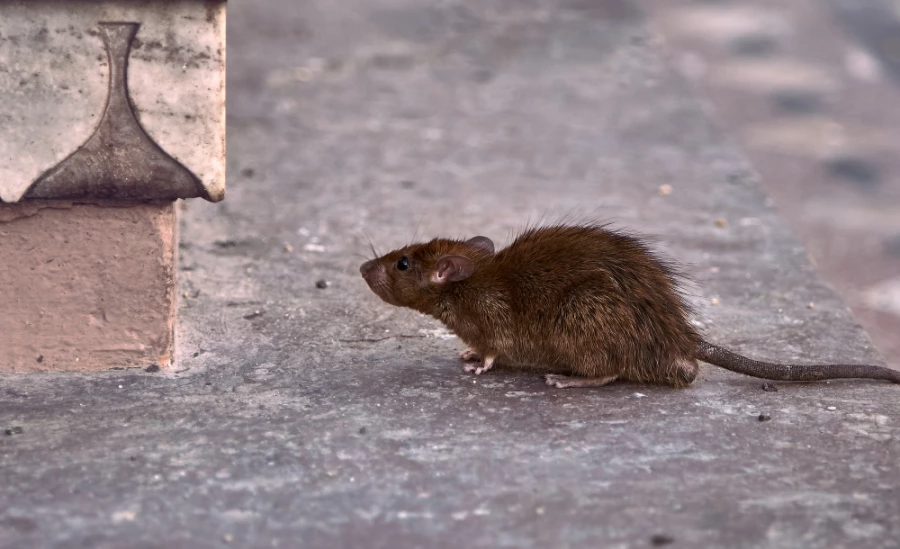 Rata parda caminando junto a una pared