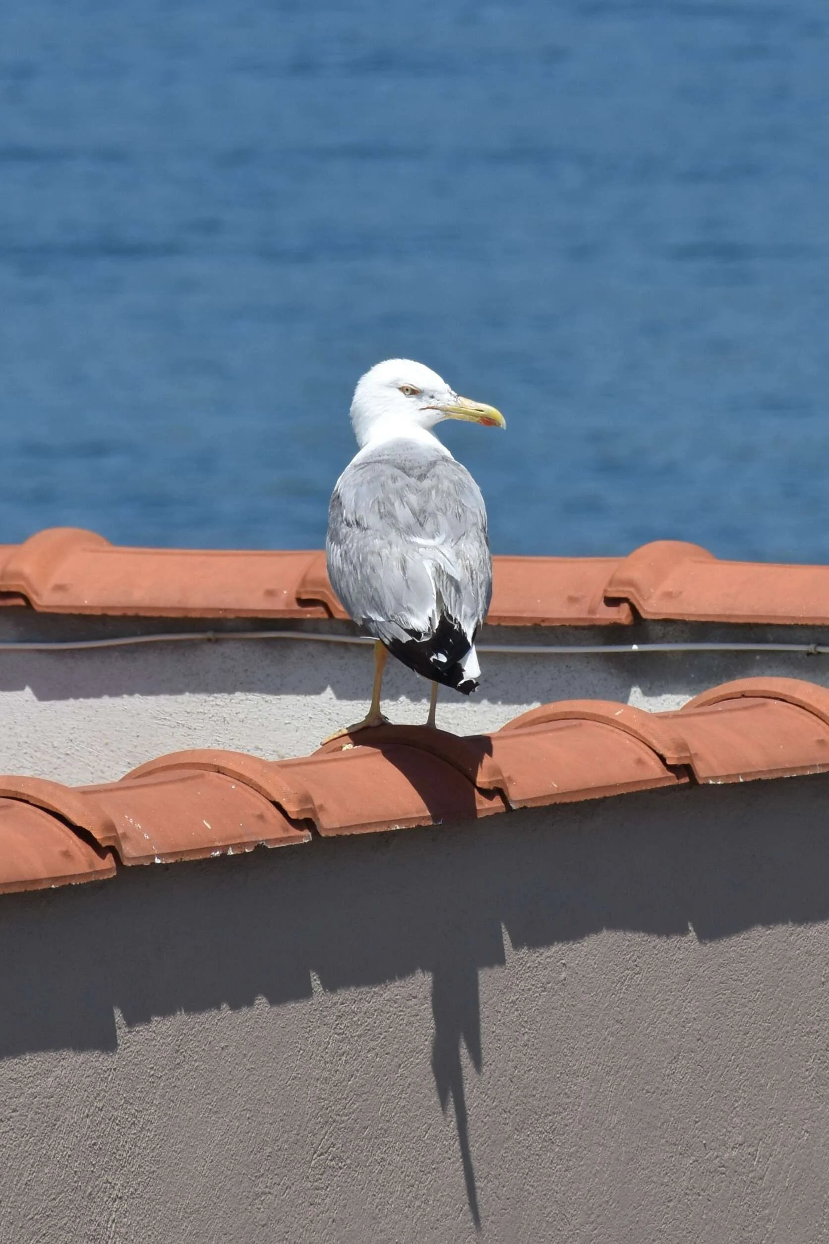 Gaviota patiamarilla apostada en el caballete de una cubierta, vigilando el nido
