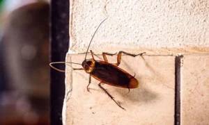 Cucaracha subiendo por una pared