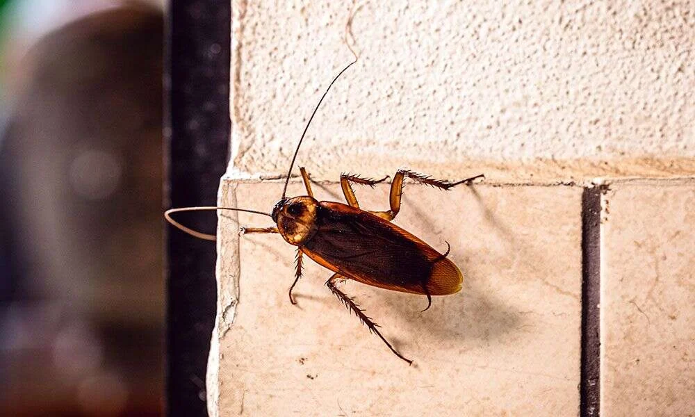 Cucaracha subiendo por una pared