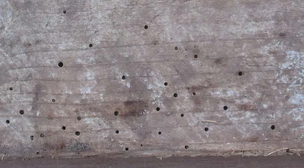 Pieza de madera estructural con decenas de agujeros de salida de carcoma
