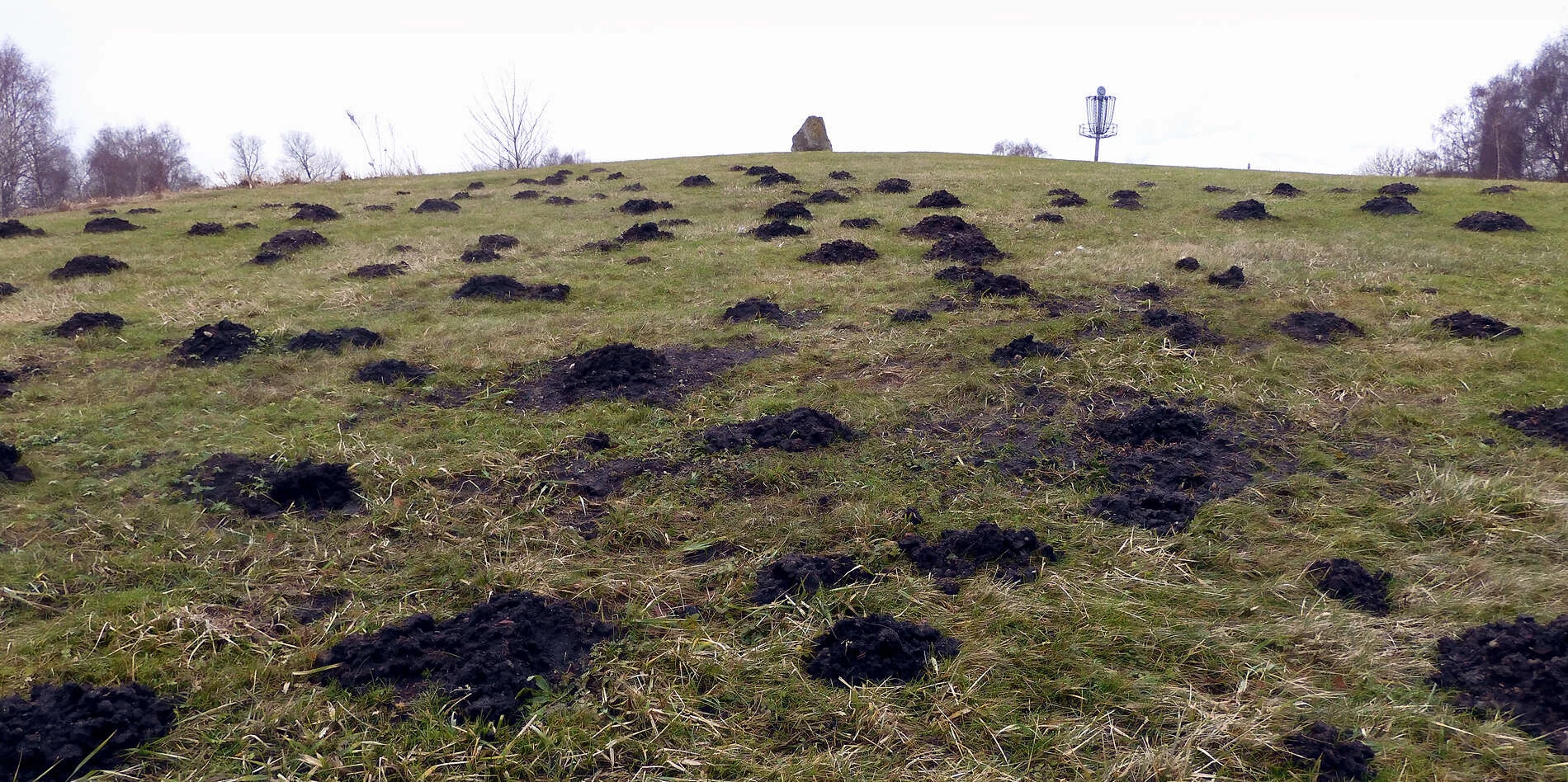 Ladera de césped cubierta por decenas de toperas de tierra oscura