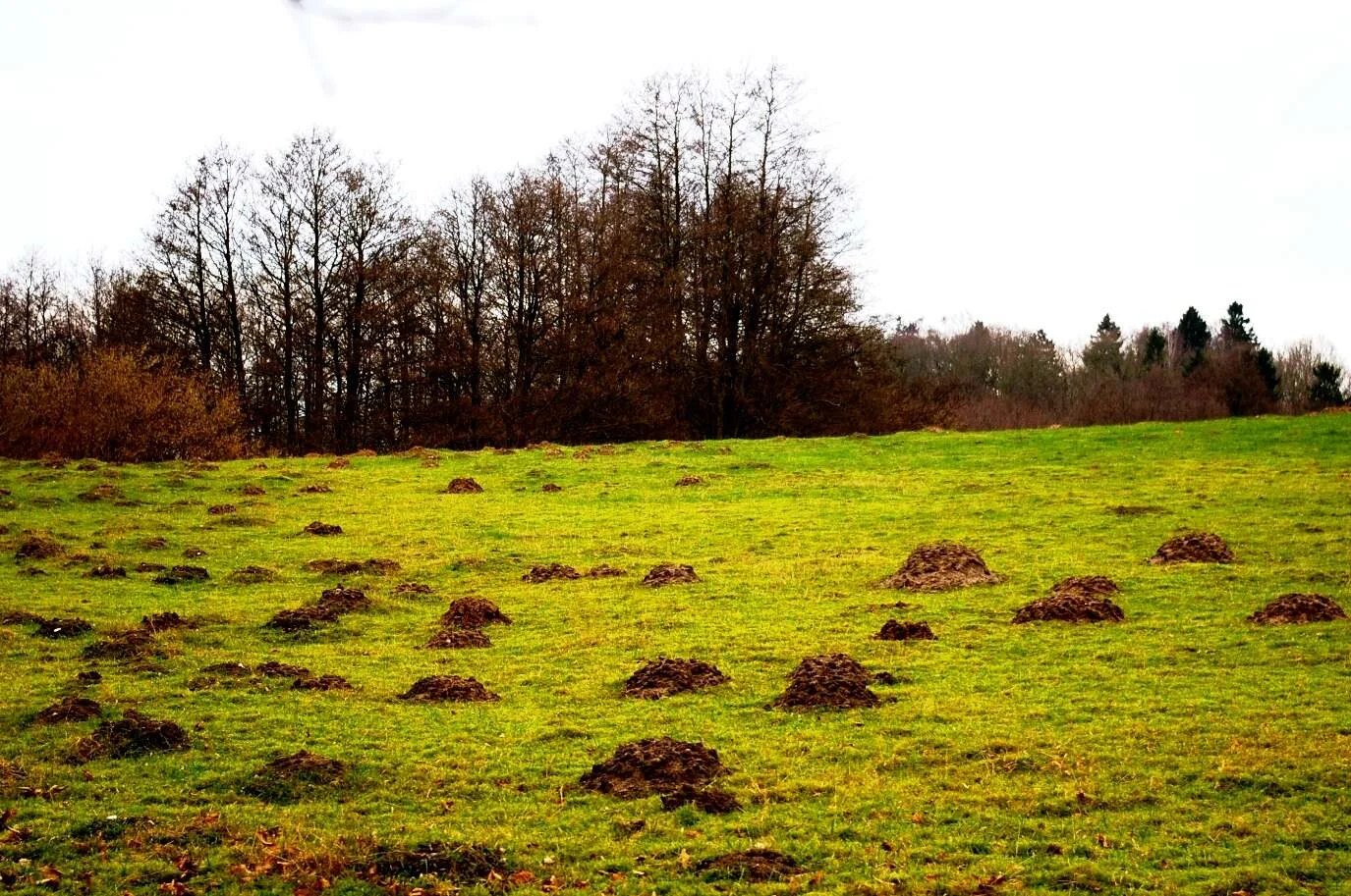 Pradera verde con montones de tierra de topo repartidos por el terreno