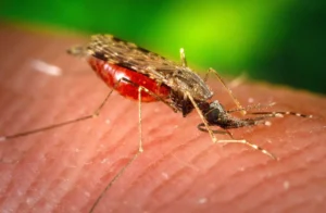 Mosquito picando en la piel, con el abdomen lleno de sangre