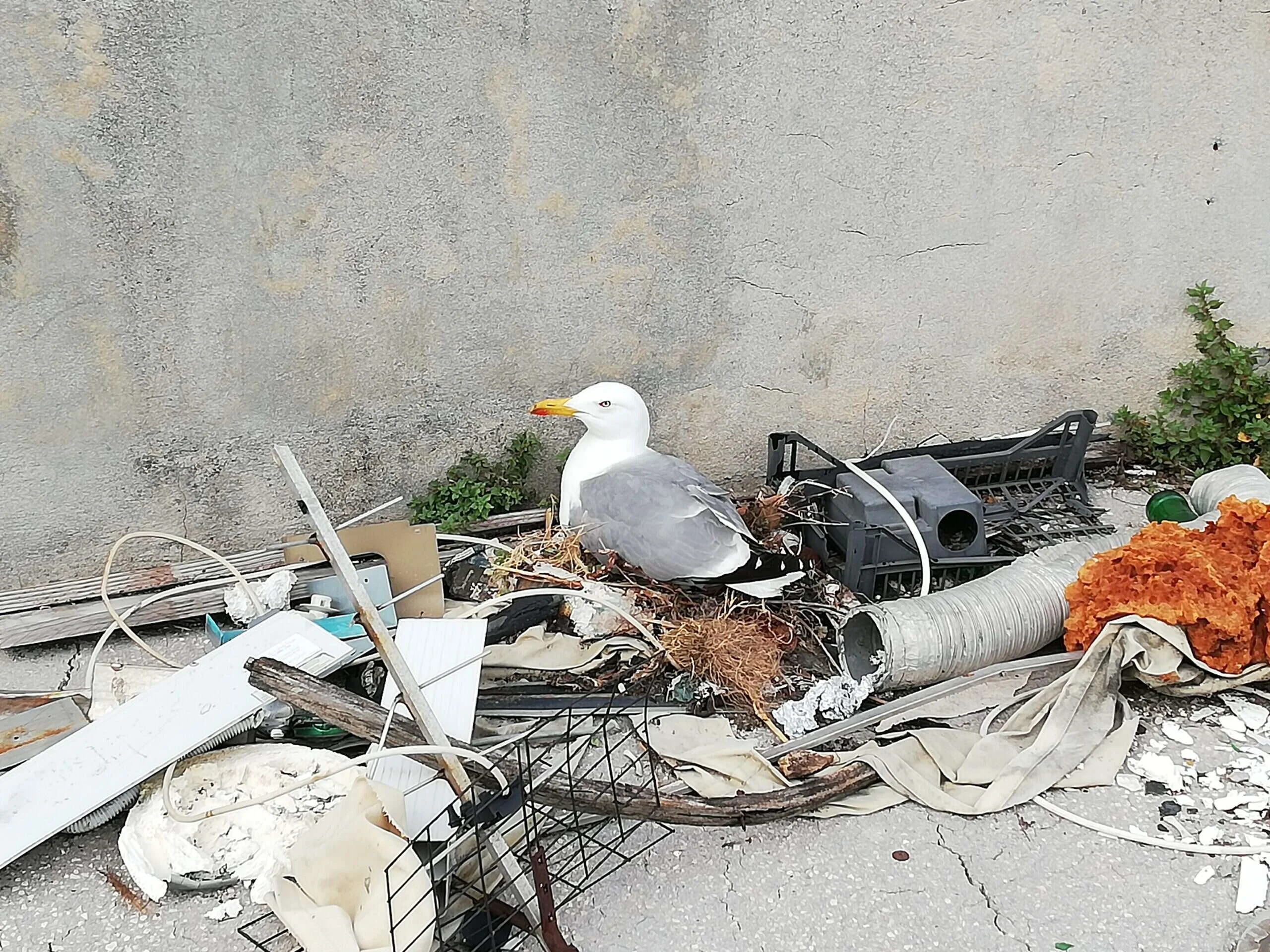 Gaviota patiamarilla incubando en un nido hecho con restos y basura sobre una cubierta