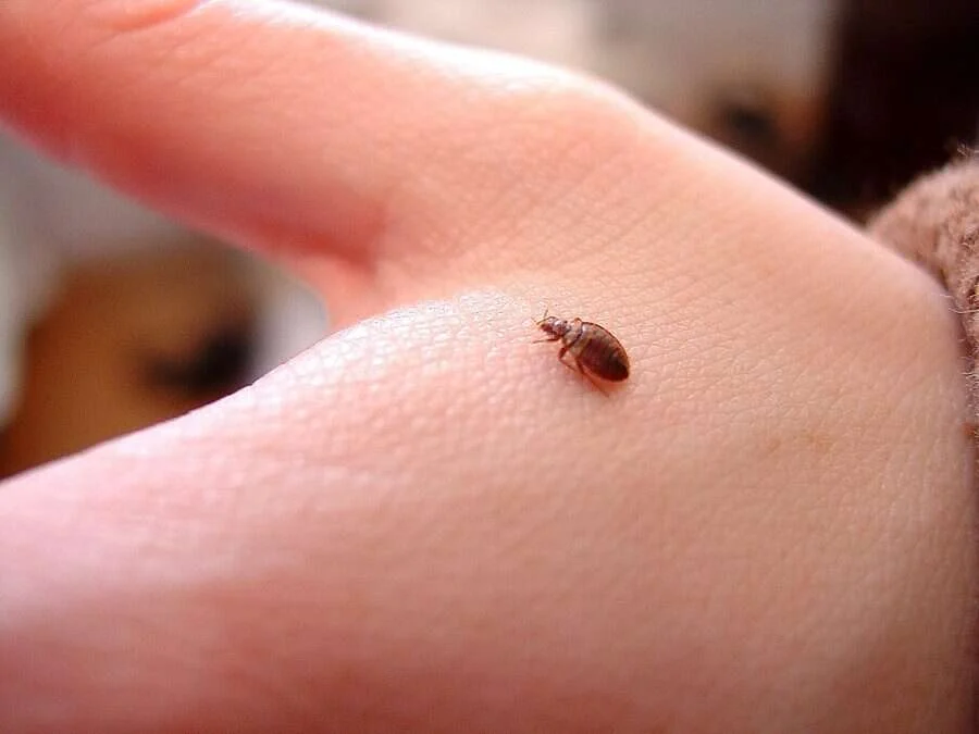 Chinche de cama adulta sobre una mano, con su tamaño real de unos 5 mm