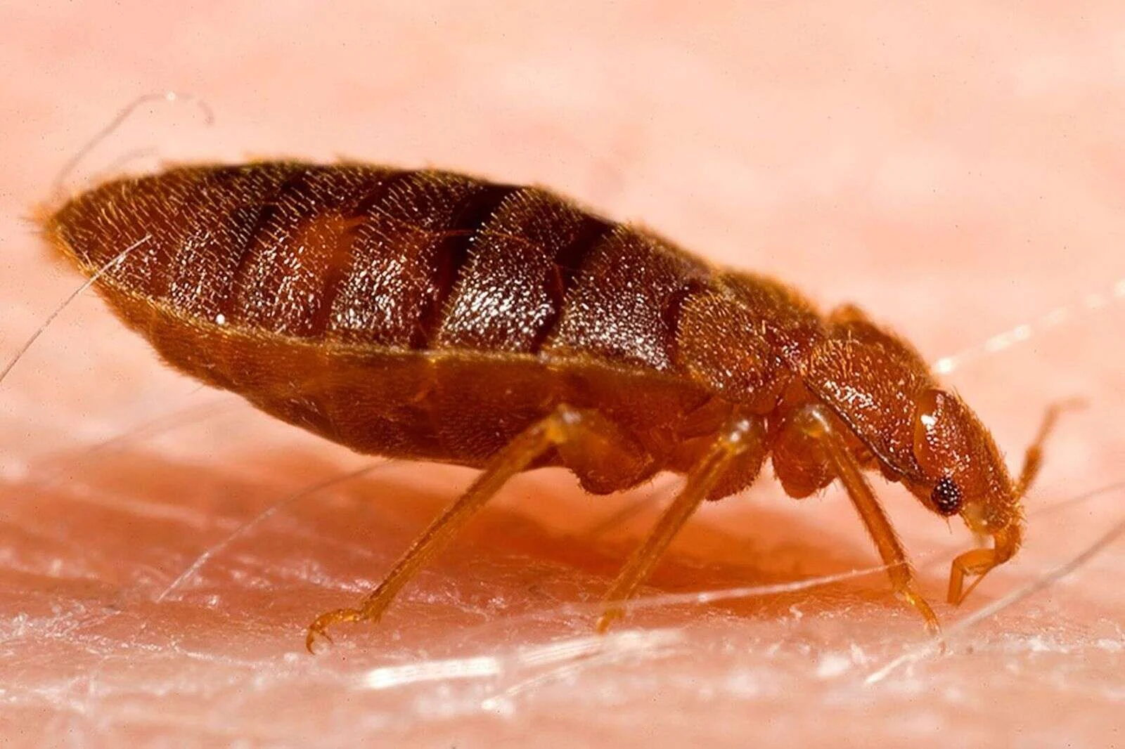 Chinche de cama adulta (Cimex lectularius) fotografiada de cerca sobre piel humana