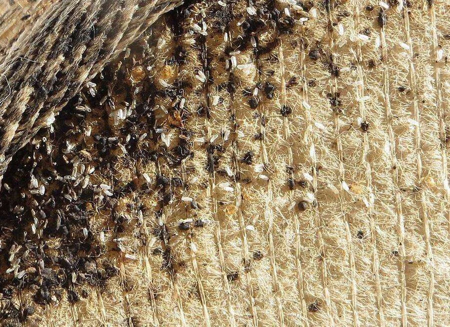 Costura de colchón con infestación real de chinches: excrementos, mudas y huevos