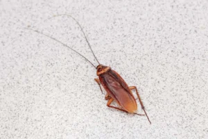 Cucaracha sobre la encimera clara de una cocina