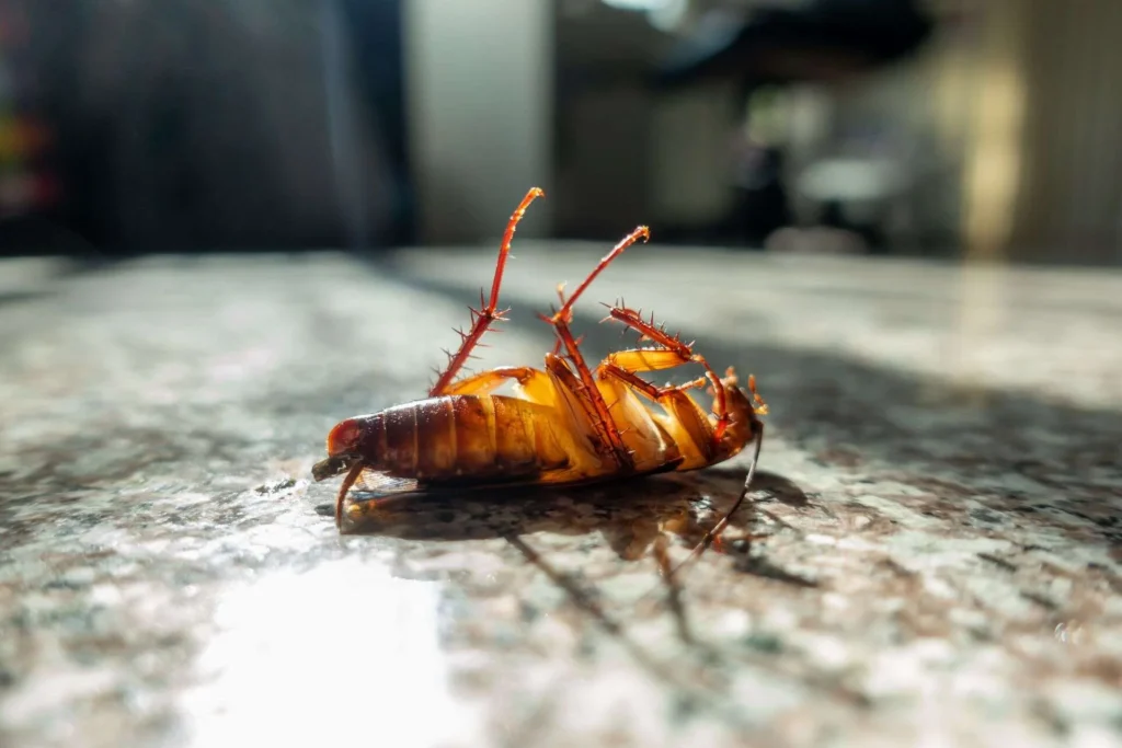 Cucaracha caminando sobre una encimera de cocina