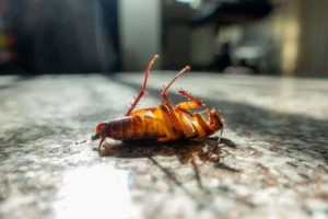 Cucaracha caminando sobre una encimera de cocina