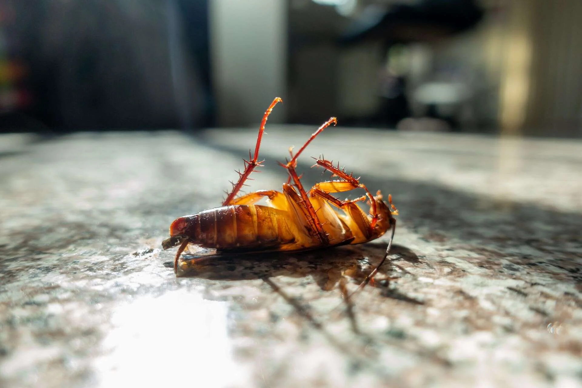 Cucaracha caminando sobre una encimera de cocina