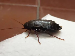 Cucaracha negra a la vista sobre el suelo de una vivienda