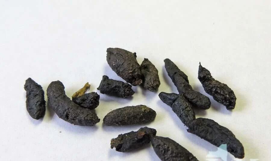 Excrementos negros de rata agrupados junto a un rodapié