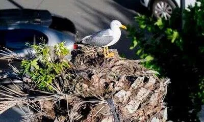Gaviota sobre un nido levantado con ramas y restos en un entorno urbano