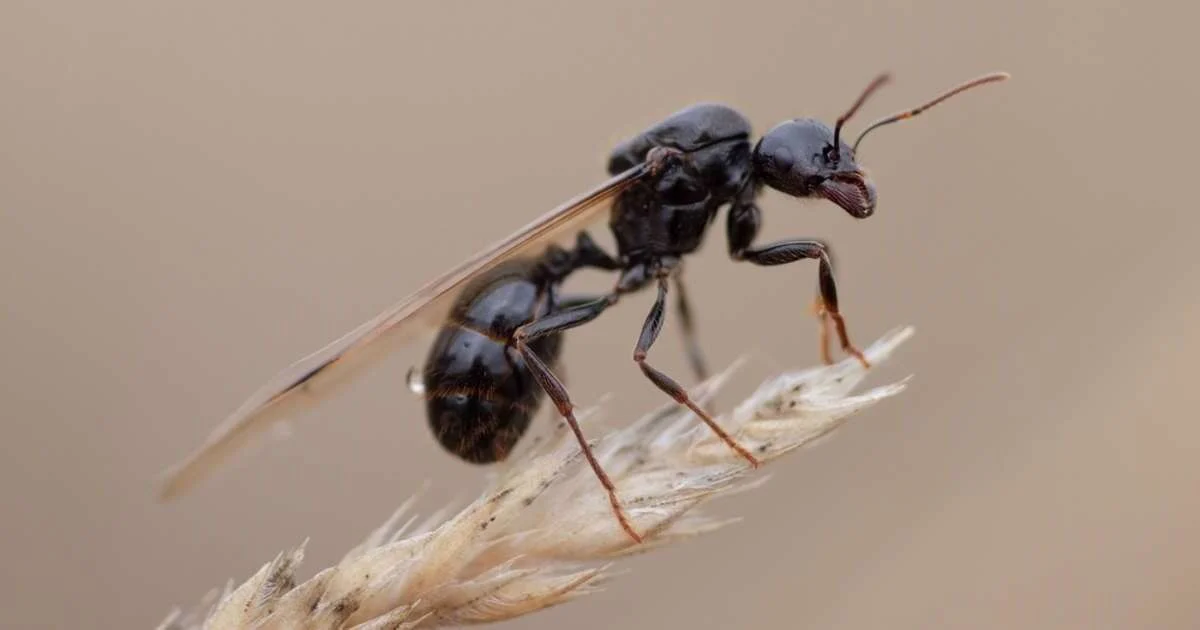 Reina de hormiga negra con alas posada sobre una espiga seca