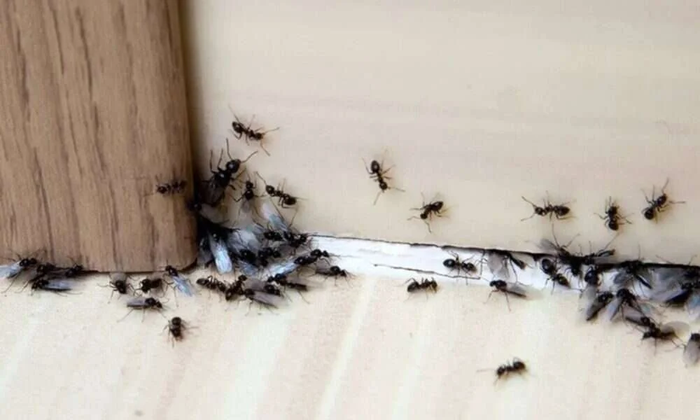 Hilera de hormigas entrando y saliendo por la junta entre el rodapié y el suelo