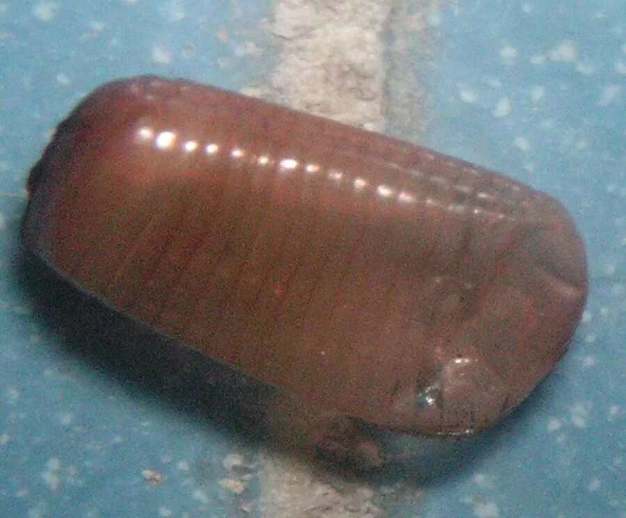 Ooteca de cucaracha: la cápsula marrón donde van los huevos
