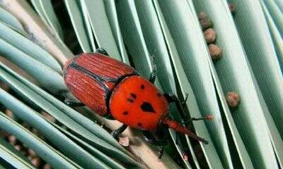 Picudo rojo adulto caminando sobre las hojas de una palmera