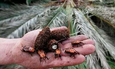 Capullos de fibra y ejemplares adultos de picudo rojo extraídos del interior de una palmera