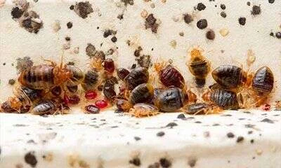 Chinches de cama y sus excrementos en el borde de un mueble