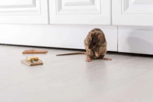 Rata en el suelo de una cocina junto a un punto de control