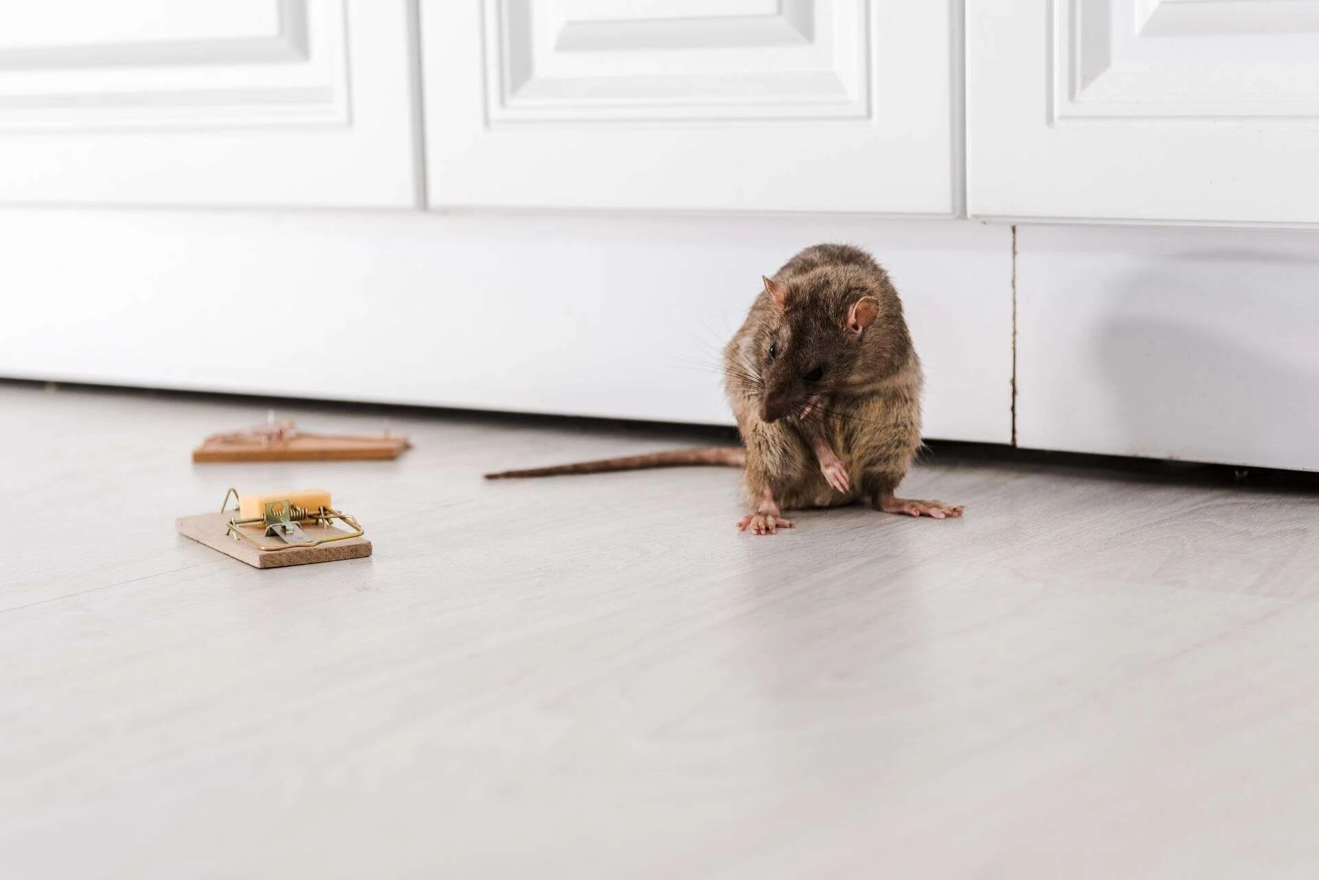 Rata en el suelo de una cocina junto a un punto de control