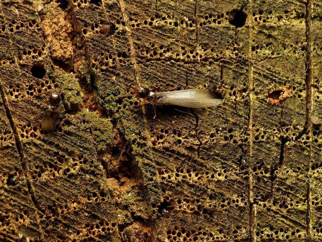 Termitas aladas reproductoras saliendo por los orificios de una madera