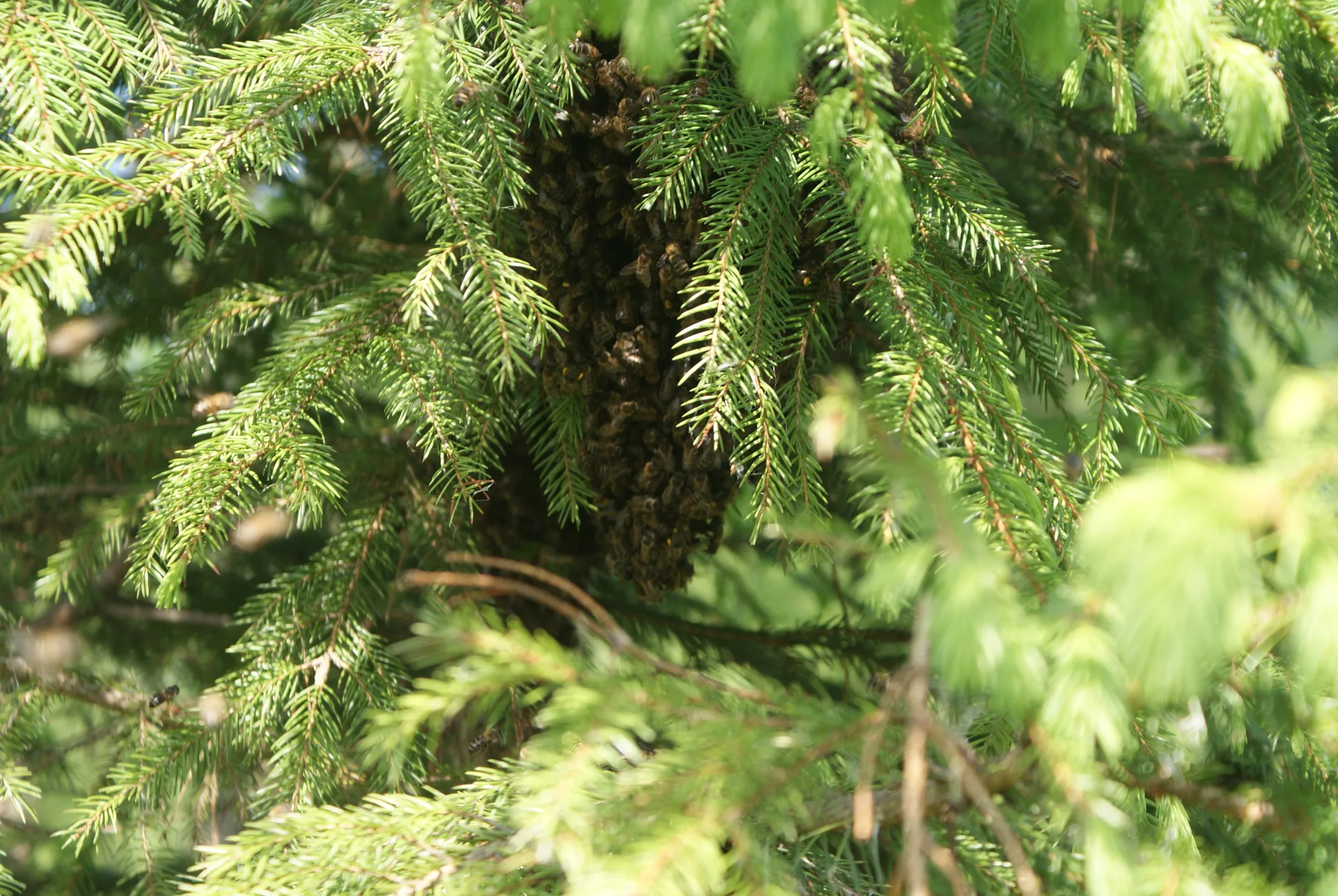 Enjambre de abejas colgado de la rama de un árbol del jardín
