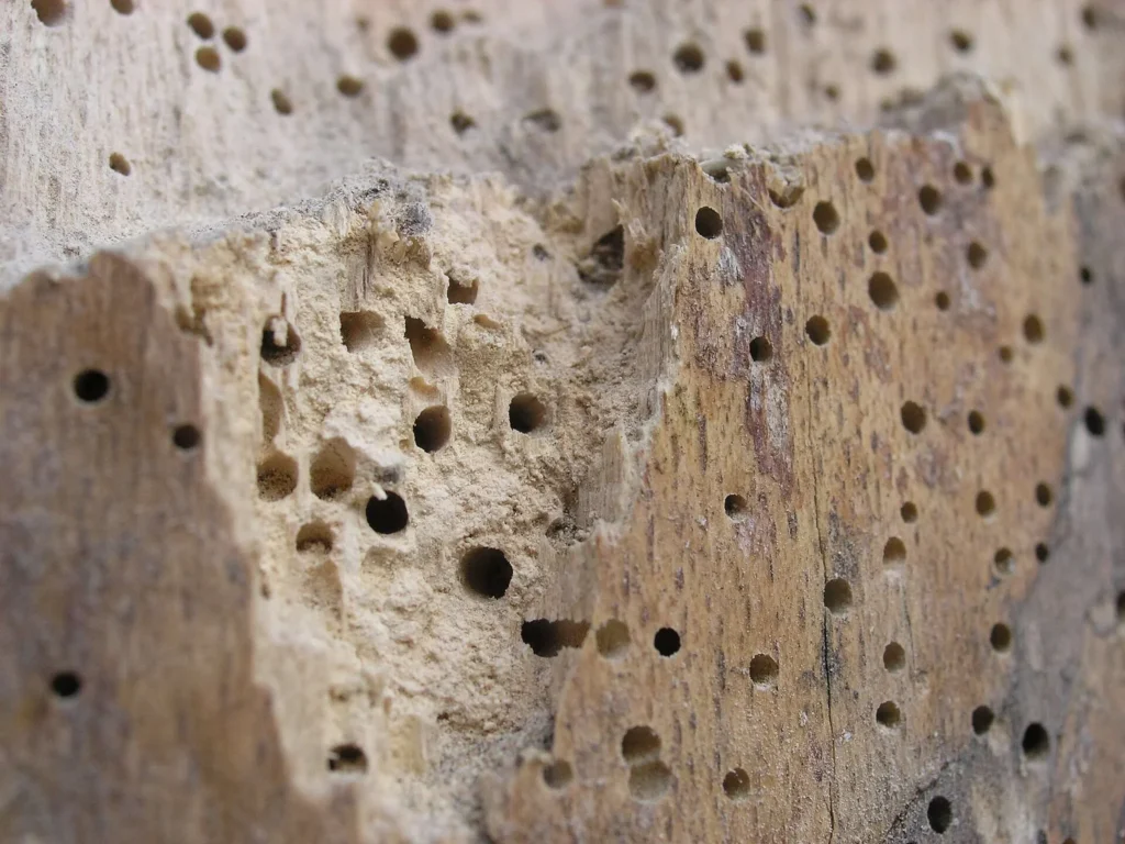 Madera con los agujeros redondos de salida de la carcoma