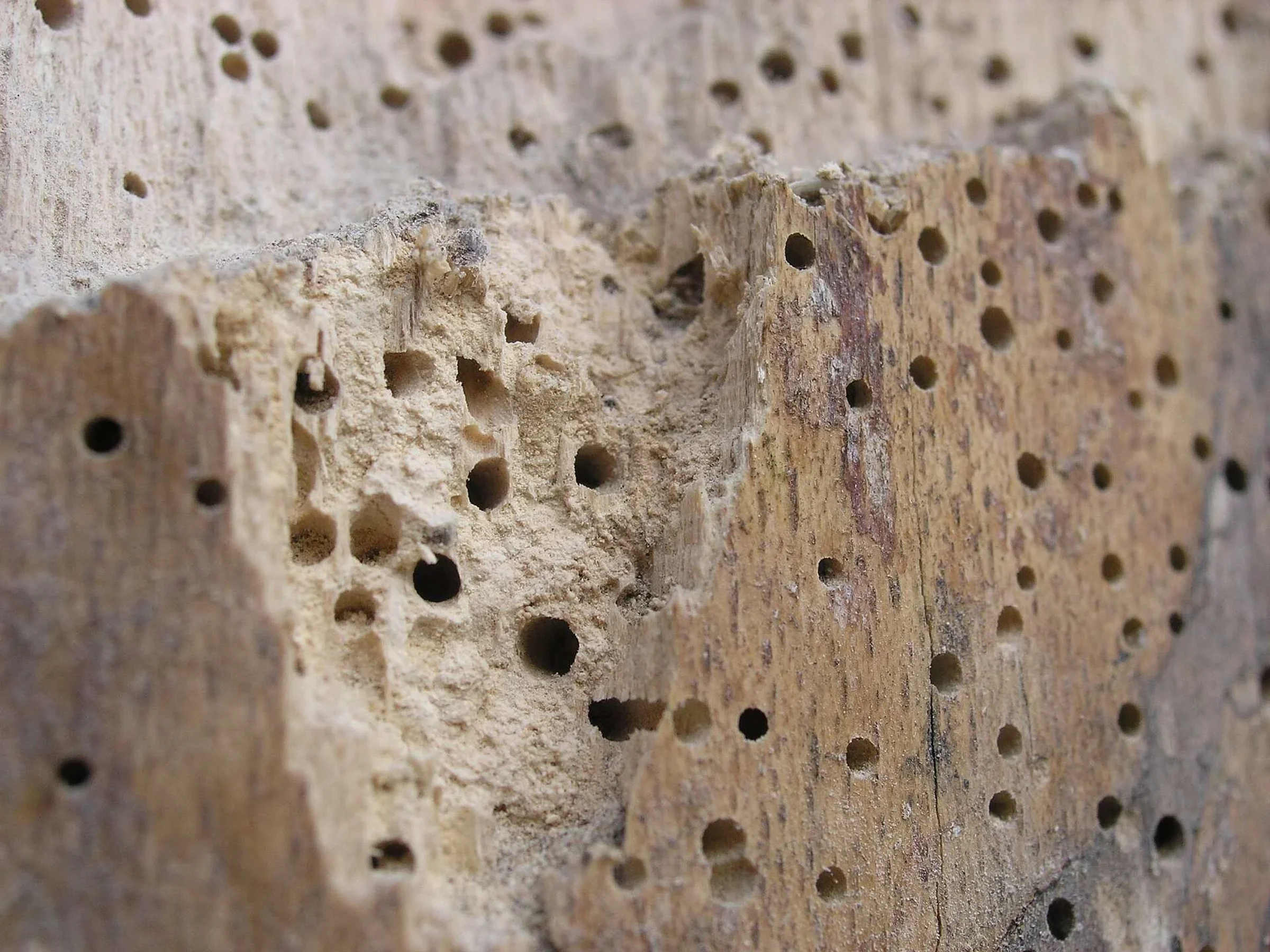 Madera con los agujeros redondos de salida de la carcoma