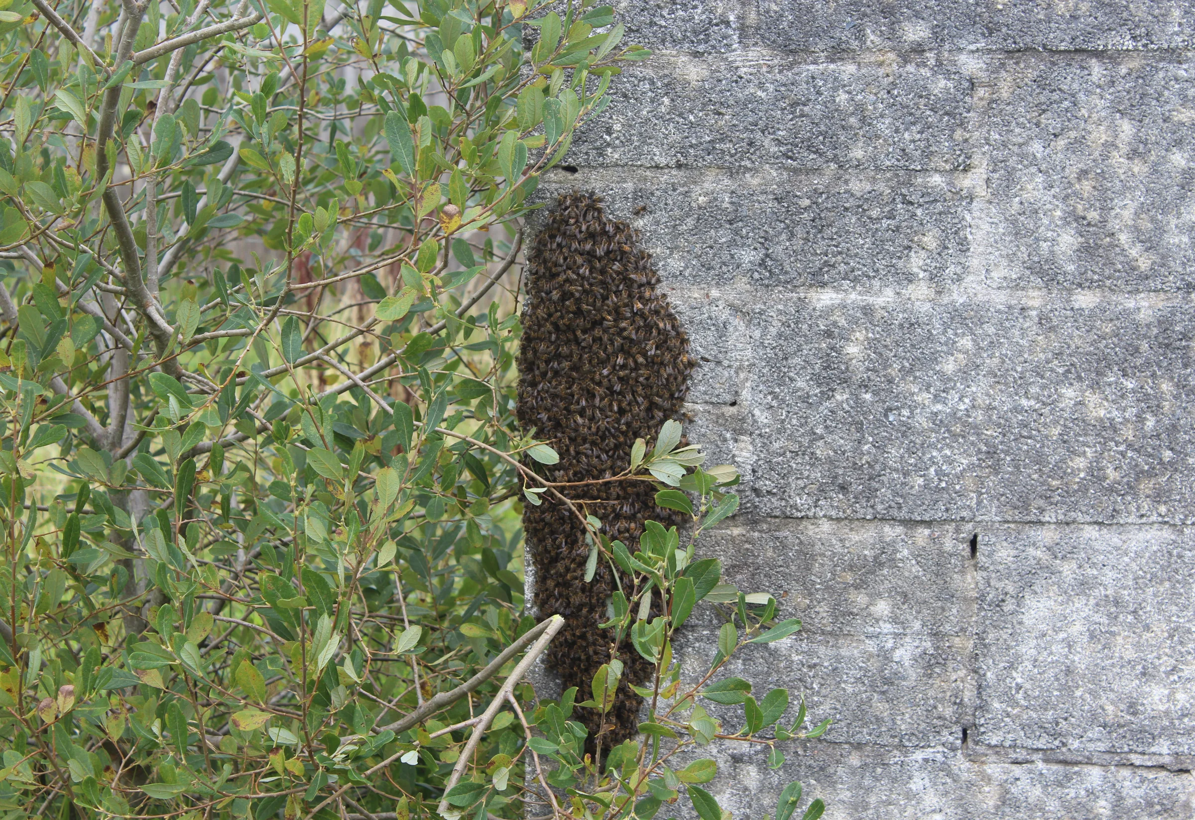 Enjambre de abejas melíferas agrupado sobre el muro de una vivienda