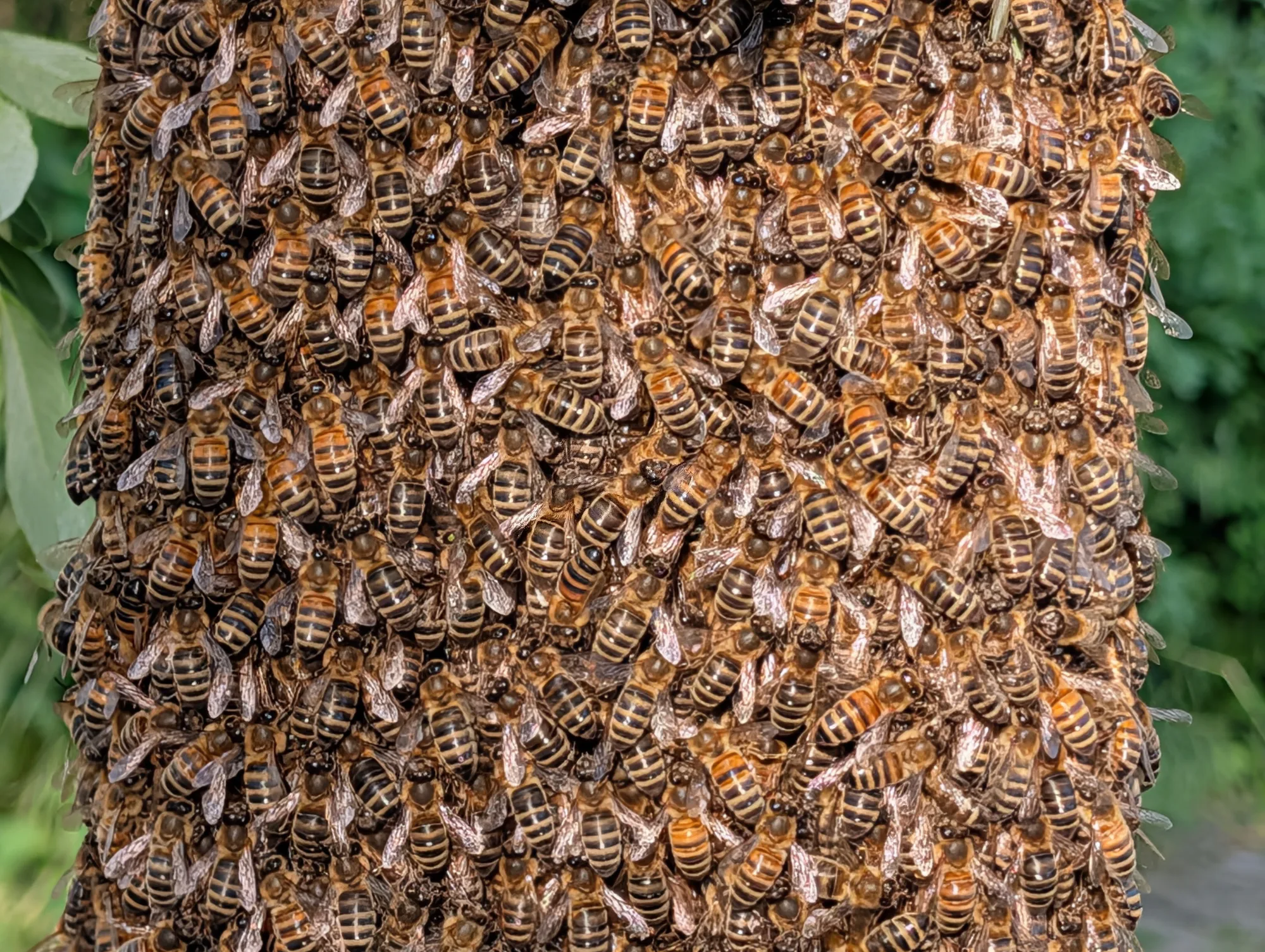 Enjambre de abejas melíferas agrupadas unas sobre otras, visto de cerca