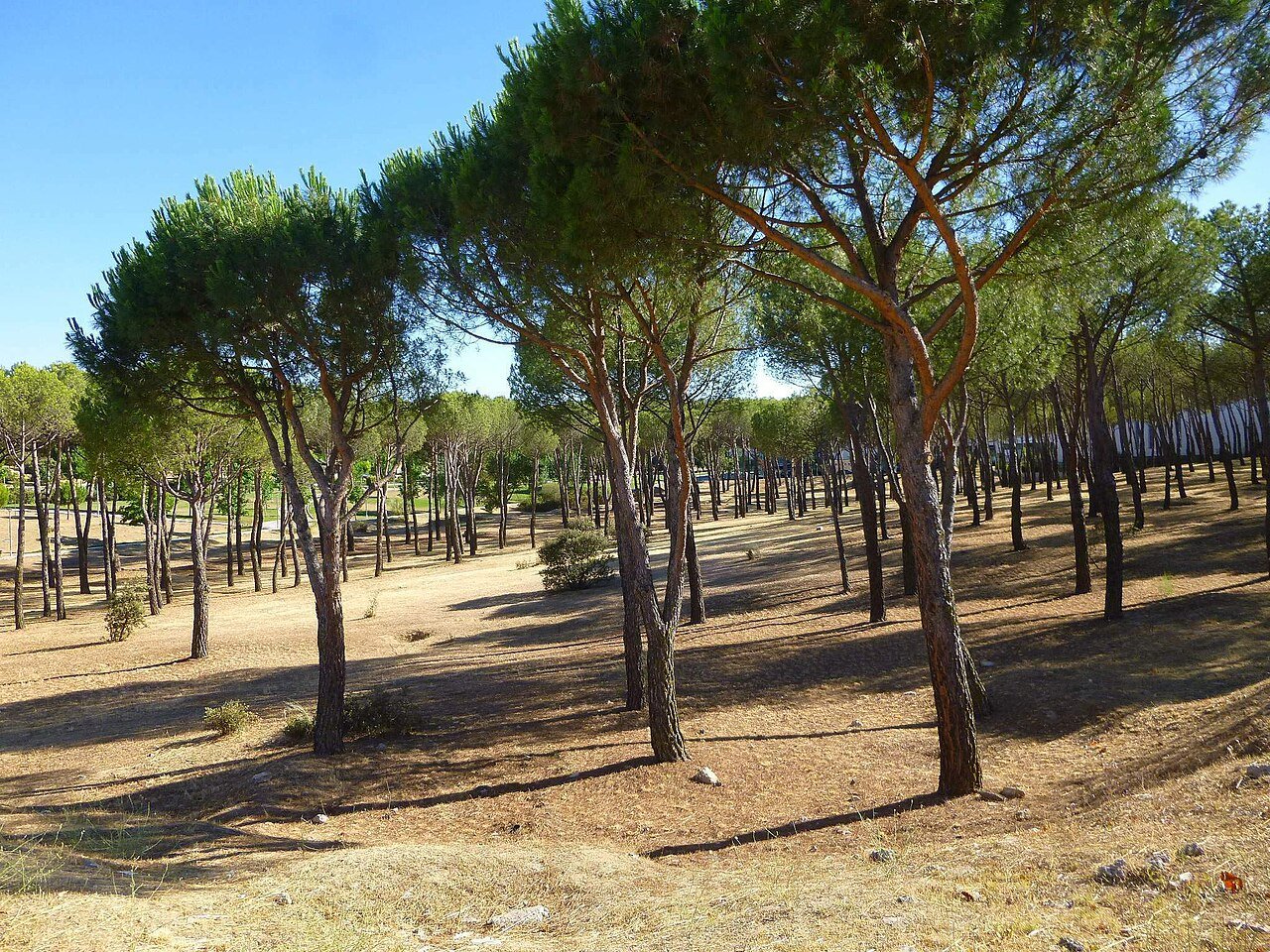 Pinar de pino piñonero en Majadahonda